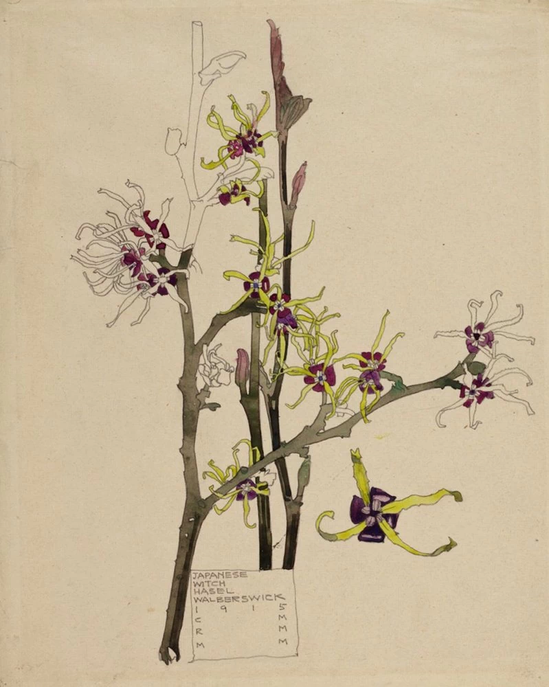 Amamelide giapponese, Walberswick, 1915